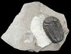 Prone Eldredgeops (Phacops) Trilobite - New York #55000-1